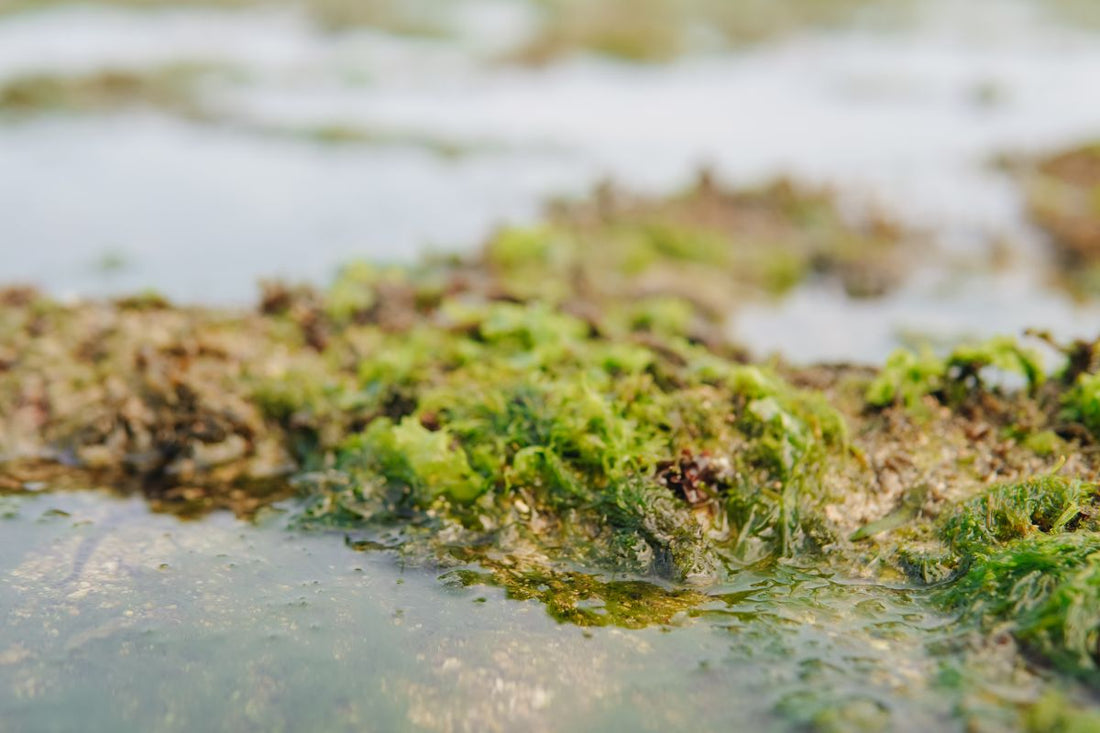 Beach rocks covered with sea moss in a beach in the morning time