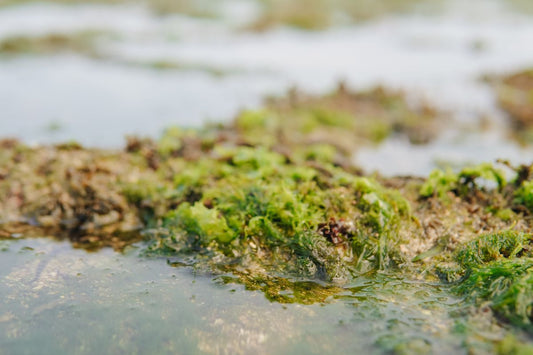 Beach rocks covered with sea moss in a beach in the morning time
