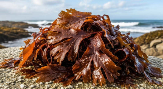 A pile of sea moss on the beach near the ocean