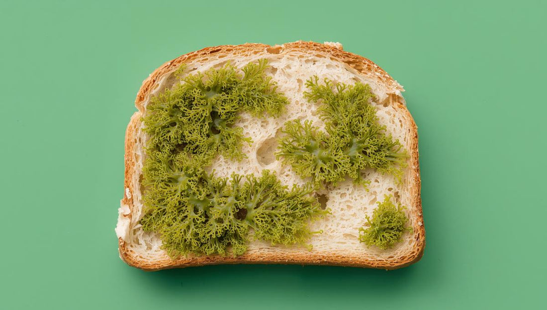 Toast Adorned with sea moss