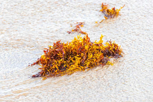 yellow seaweed seagrass sargazo beach Playa del Carmen Mexico