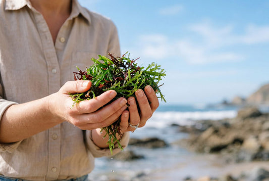 Botanist hands holding freshly harvested green sea moss