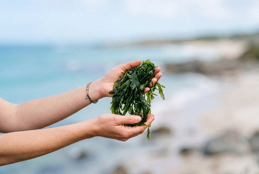 Skilled botanist holds fresh dark green sea moss on ocean beach