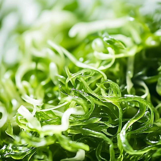 Sea Moss Gel