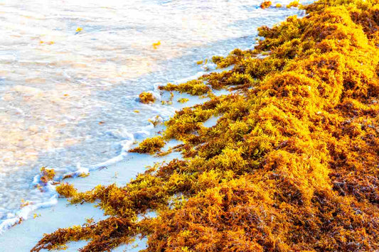 Close-up of dried golden sea moss