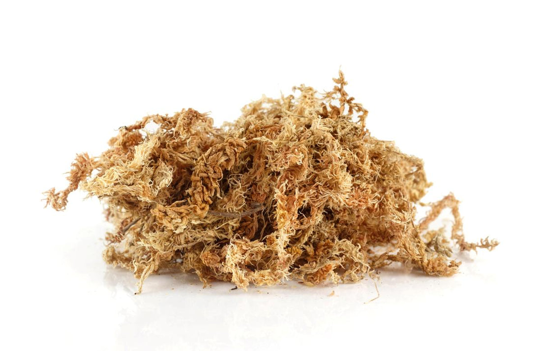 Group of dry sea moss