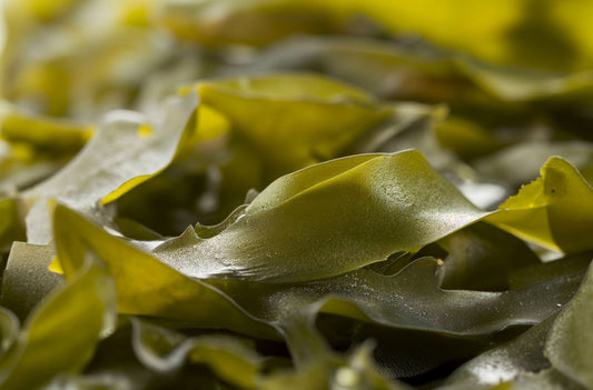 Texture of edible sea moss