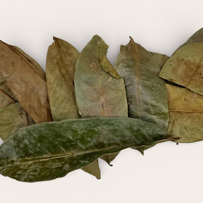 A closeup shot of pure soursop leaves