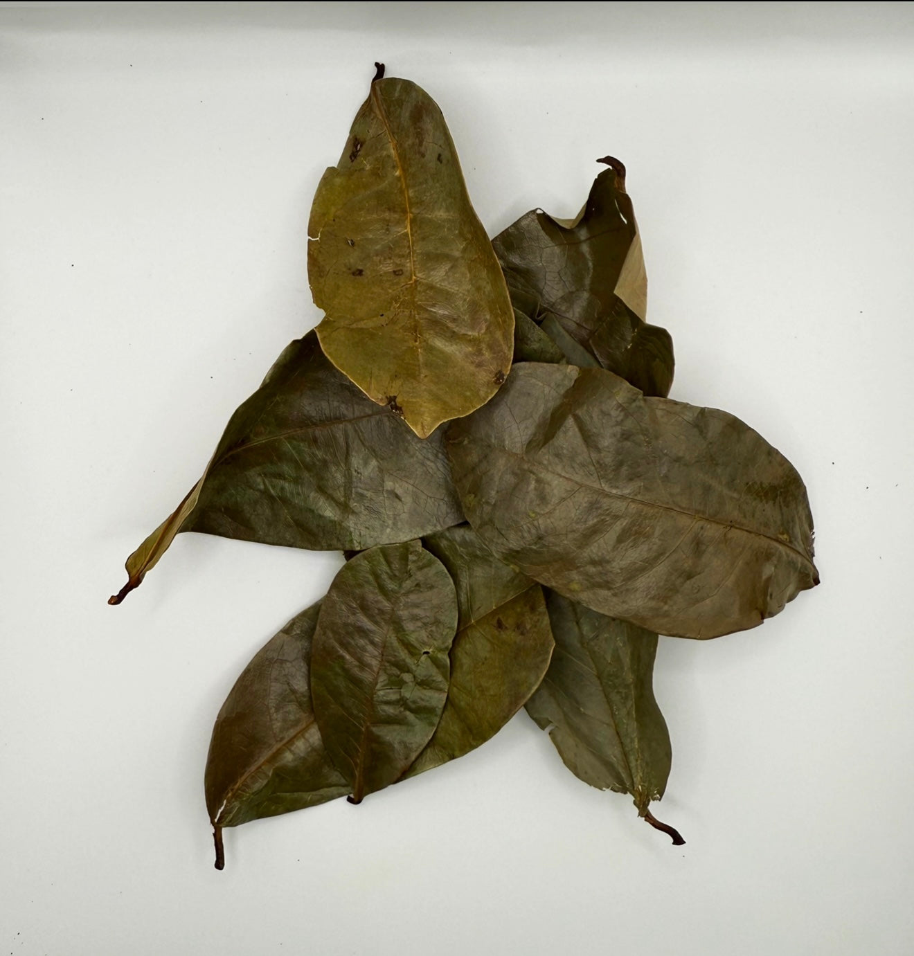 Dried soursop leaves on a white background