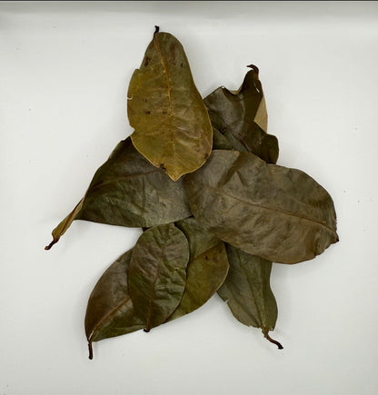 Dried soursop leaves on a white background